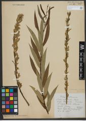 Foto von Salix triandra L. x Salix viminalis L.